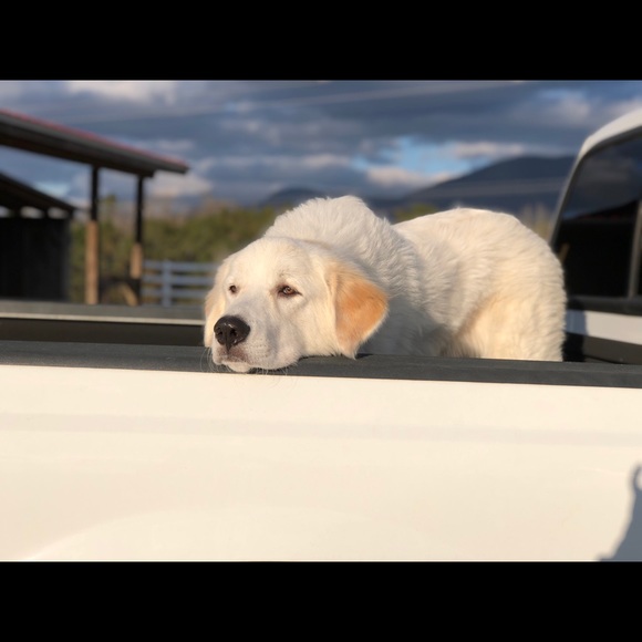 Meet The Posher - Picture 7 of 8